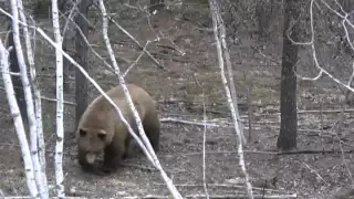 Monster blonde phase black bear shot in northern Saskatchewan.