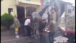 Traslado del Caballo para la cofradía de la Tercera Caida de Envigado. Rafael Sànchez Garcìa