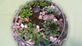 African Violet BUBBLE GARDEN Tutorial