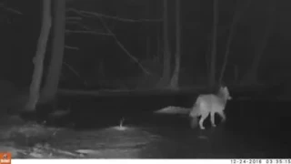 Westhampton Trail Cam: Coyotes