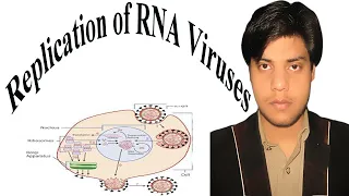 Replication of rna viruses