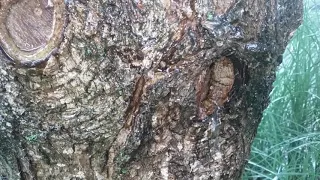 Rain water on a tree