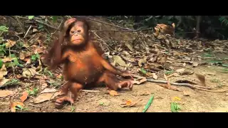 Through the Eyes of an Orangutan