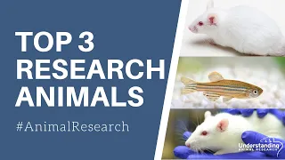 What animals are used the most in scientific research?