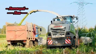 Уборка кукурузы 2020! CLAAS, JCB, Valtra, МТЗ!