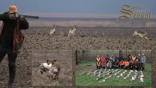 Hare & pheasants hunting in Backa Palanka 2018. - Lov na zeca - Chasse au lièvre