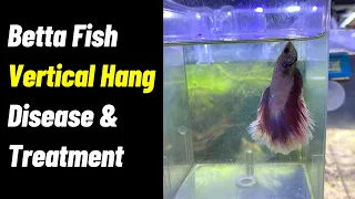 Betta Fish  Disease And Treatment | Vertical Death Hang