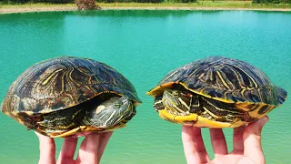 Moving the Turtles to Their New Ponds!