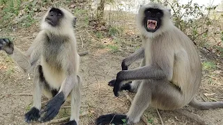 Monkey & Langoor part (3)