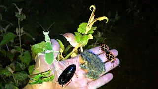 Night Hunting, Grasshopper Hunting, Crop Pests, Insect Hunting, Mantis Hunting.