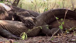 ARTE Der Komodowaran   Big Five Asien   Dokumentation 2016 NEU + HD