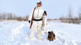 Охота на зайца русака. Тропление.