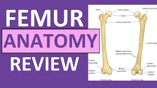 Femur Bone Anatomy Lecture and Landmark Markings