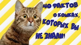 Интересные факты о кошках,которых Вы не знали.Топ 40 фактов!