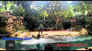 Singapore Zoo | Splash Safari Show | Sea Lion Show | 2022 | 4K |