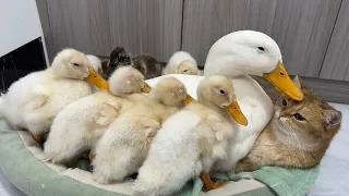 Cute and funny,This is rare in the world! Mother duck leads the ducklings to sleep with the kittens