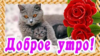 ЖЕЛАЮ САМОГО ДОБРОГО УТРА 💓 МУР-МЯУ 💓 С ДОБРЫМ УТРОМ ДРУГ 💓 ПОЖЕЛАНИЯ ДОБРОГО УТРЕЧКА 💓 ХОРОШЕГО ДНЯ