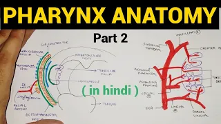 Pharynx Anatomy (2/4) | Oropharynx | Tonsil | Head & Neck