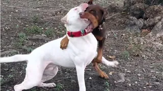 Doberman attack on dogo Argentino 🔥😱