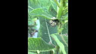 Monarch caterpillar two eat hang by legs