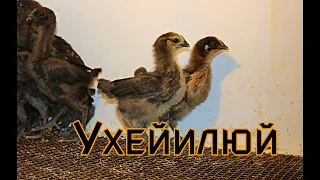 Ухейилюй (лакеданзи). Часть 2. Вторая и третья недели жизни.