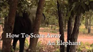 How to Scare Away an Elephant