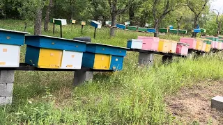 Друга обробка бджіл від кліща. Стан пасіки: не все так гладко. (25.08.2023)