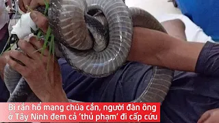 Bị rắn hổ mang chúa cắn, người đàn ông ở Tây Ninh đem cả 'thủ phạm' đi cấp cứu