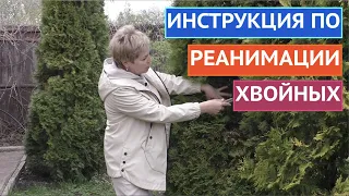 КАК ВОССТАНОВИТЬ ХВОЙНЫЕ ПОСЛЕ ЗИМЫ!