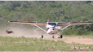 Near accident with Impala - Bushflying Kruger NP - Cessna 182