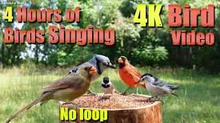 Cat TV, ASMR 4 HOURS of Birds Singing, No loop, 4K Bird, Digital Stress Relief Therapy, AW 010-2