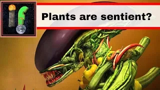 Plant Intelligence 'IF' plants are sentient?