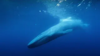 Secrets of the Sea - Filming Blue Whales