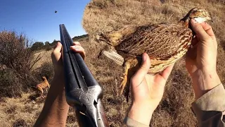 Wing-shooting The Old Way! African Pheasant