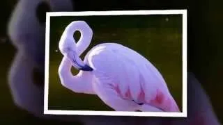 ProShow Slideshow Алёна Свиридова  Розовый фламинго