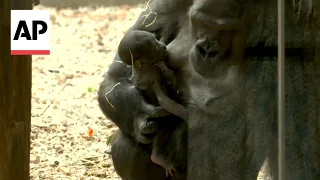 Prague Zoo welcomes second baby gorilla in three months