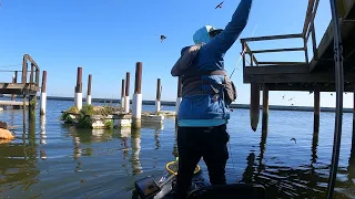 PRE SPAWN Bass Fishing on The California Delta | BIRDS ATTACKING