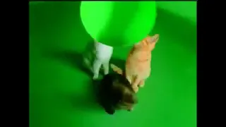 Рекламная заставка коты, (НТВ, 1997-1998)