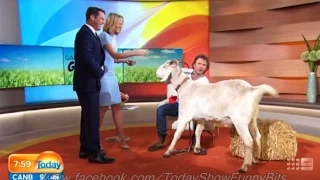 Today Show Funny Bits Part 68. You've Goat to be Kidding Me!