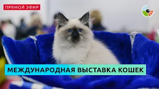 Обзор международной выставки кошек Spring Cat Show