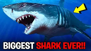 Top 10 Biggest Sharks Ever