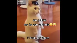 alo policia më ka zen dashnia🤣🤣🤣🤣🤣 #fyppp #viralshorts #lol #fypp #funny #video  #tiktok