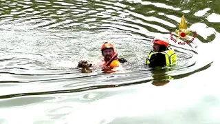 Firenze, cane cade in Arno a Rovezzano: salvato dai vigili del fuoco