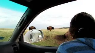 Cute Funny Video of Suckling Bison Babies