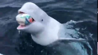 FUNNY LAUGHS & INTERESTING THINGS - Watch this Beluga Whale playing fetch with a man on a boat!