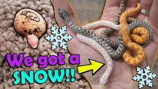 Baby Snow & Axanthic Hognoses Hatching!!