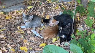 Mother cat and kittens living on the street. The mother gives milk to the kittens. Kittens are cute.