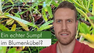 Insektenfreundliche Blumenkübel Folge 7 - So legt Ihr einen Sumpfkübel an!