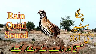 Rain quail sound | چنگا بٹیر کی آواز | subah shekar k leye batair ki awaz