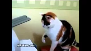 Cat vs Printer - The Translation